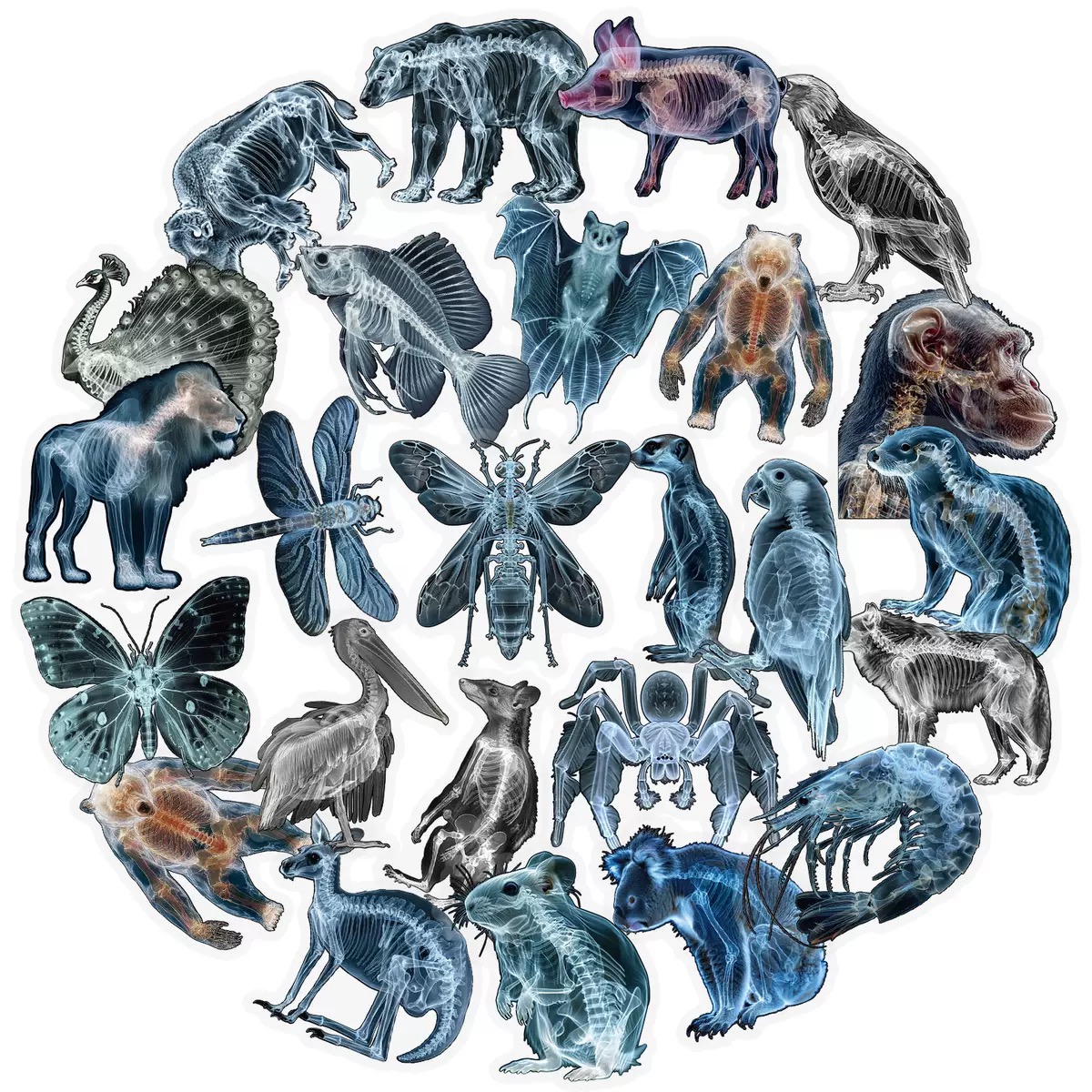 10/56pcs Animal Skeleton Stick - đánh giá và giá Kids Xray Toys