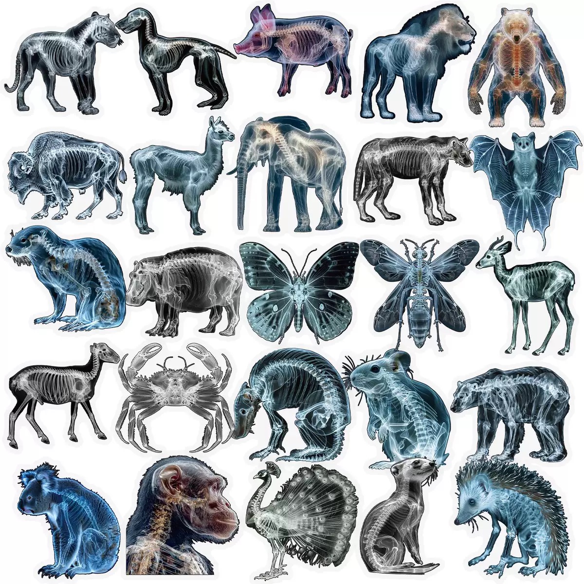 10/56pcs Animal Skeleton Stick - đánh giá và giá Kids Xray Toys